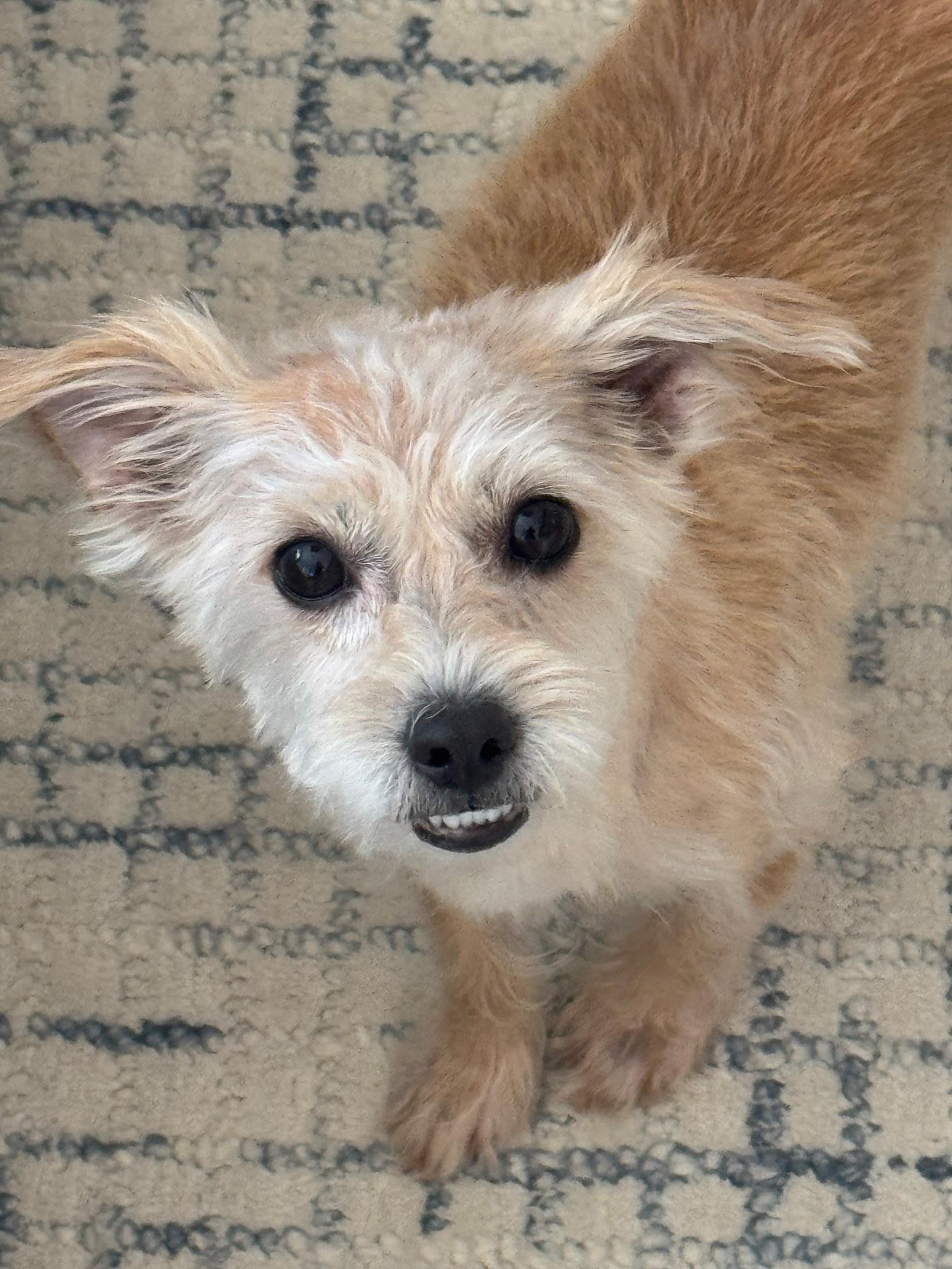Sweet Pea, a ADOPTABLE mixed breed in Corona Del Mar, CA image 2/3