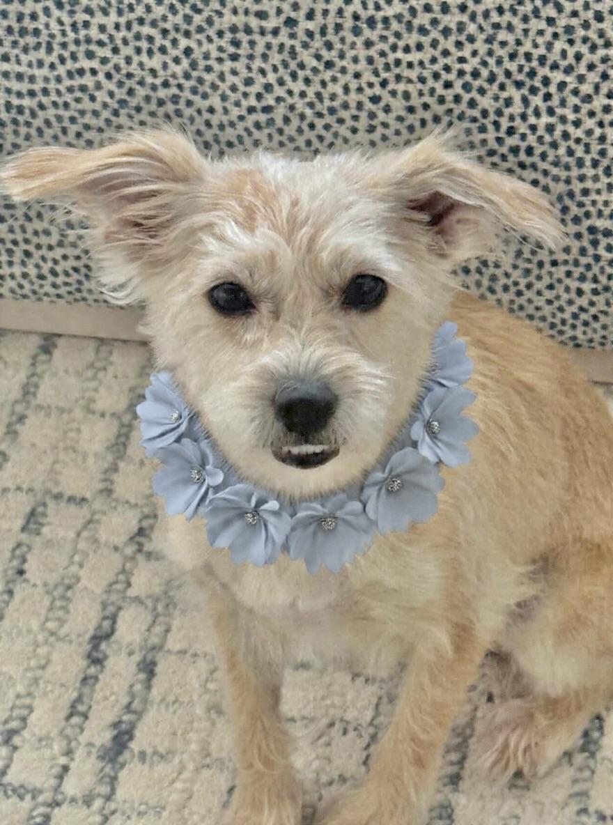 Sweet Pea, ADOPTABLE, Young Female Terrier & Cairn Terrier.