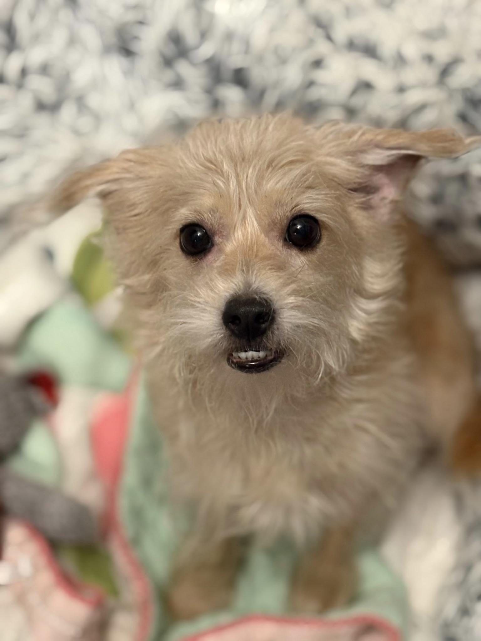 Sweet Pea, a ADOPTABLE mixed breed in Corona Del Mar, CA image 3/3