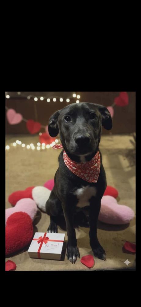 Colby, Adoptable, Young Male German Shepherd Dog.