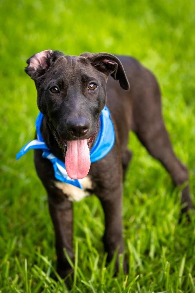 Enlarge Colby, a Adoptable mixed breed in Sealy, TX image 2/6