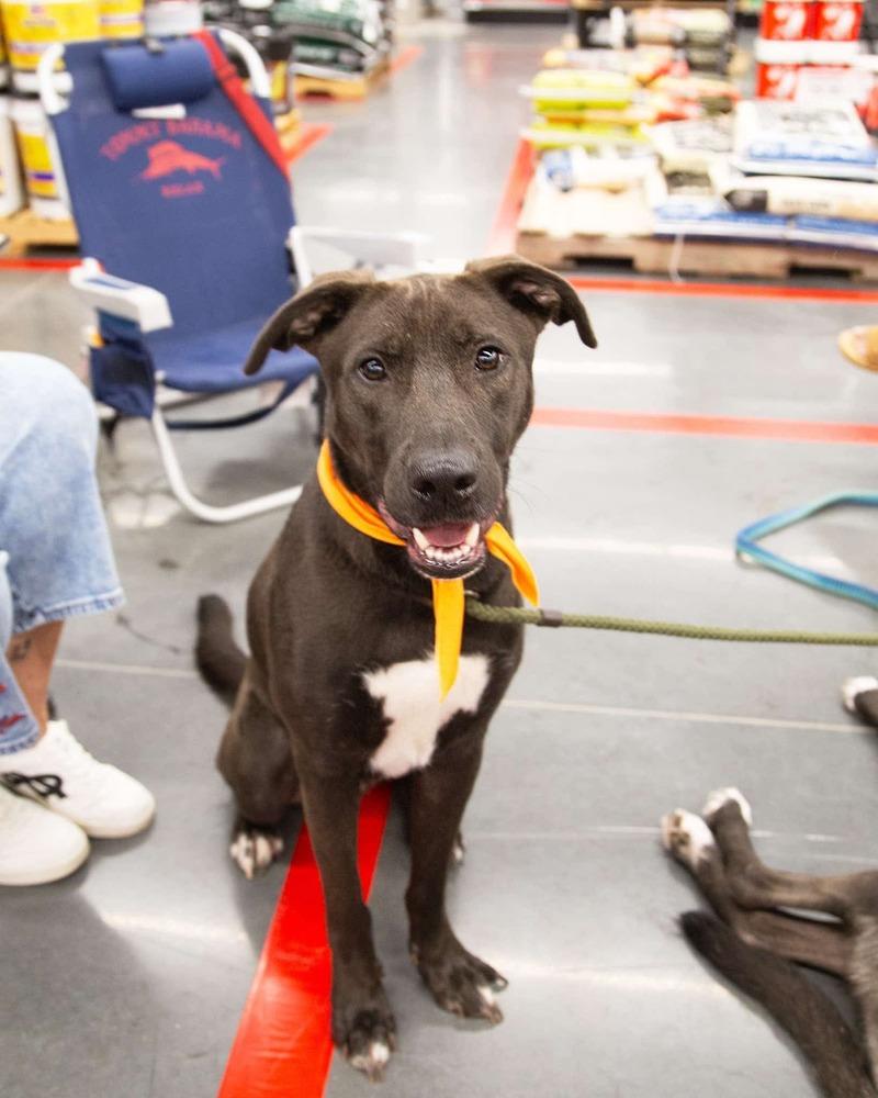Enlarge Colby, a Adoptable mixed breed in Sealy, TX image 3/6