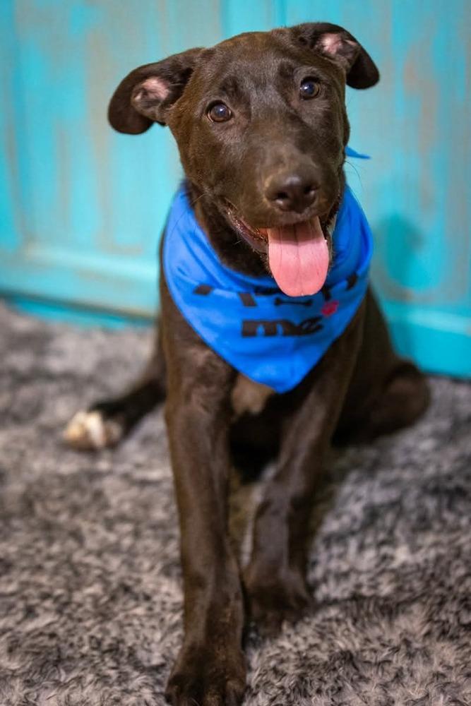 Enlarge Colby, a Adoptable mixed breed in Sealy, TX image 4/6