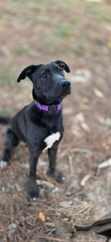 Enlarge Colby, a Adoptable mixed breed in Sealy, TX image 3/6