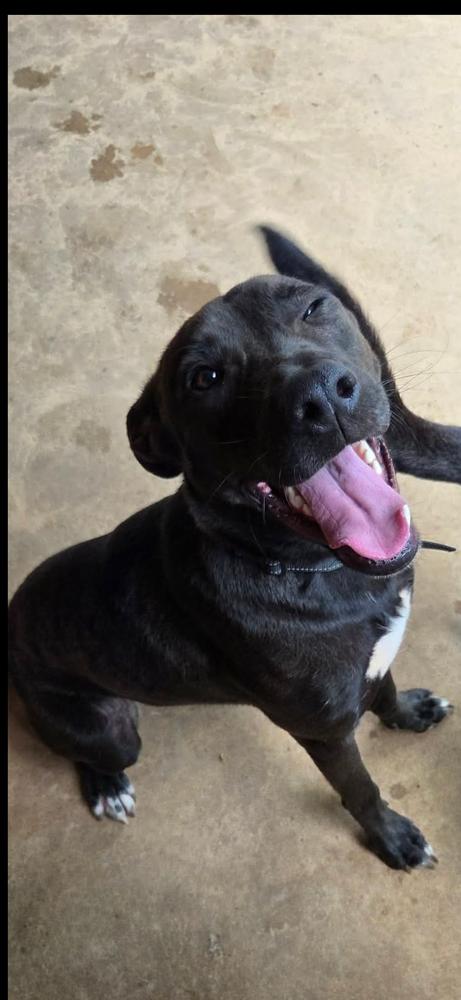 Enlarge Colby, a Adoptable mixed breed in Sealy, TX image 5/6