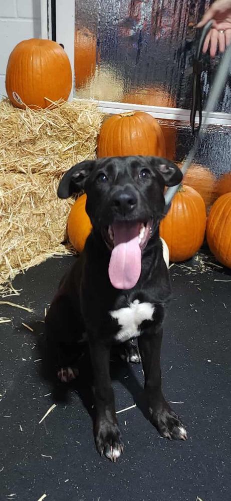 Enlarge Colby, a Adoptable mixed breed in Sealy, TX image 4/6