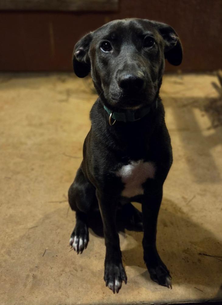 Enlarge Colby, a Adoptable mixed breed in Sealy, TX image 5/6
