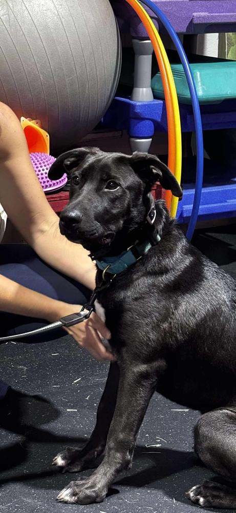 Enlarge Colby, a Adoptable mixed breed in Sealy, TX image 6/6