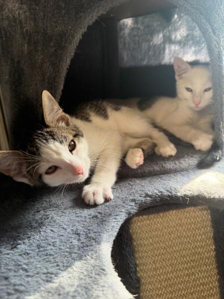 Chowder, an adopted Domestic Short Hair in Watchung, NJ image 3/3