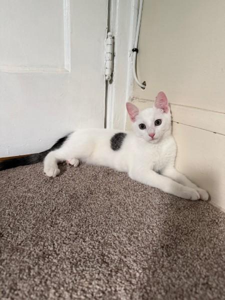 Chowder, an adopted Domestic Short Hair in Watchung, NJ image 2/3