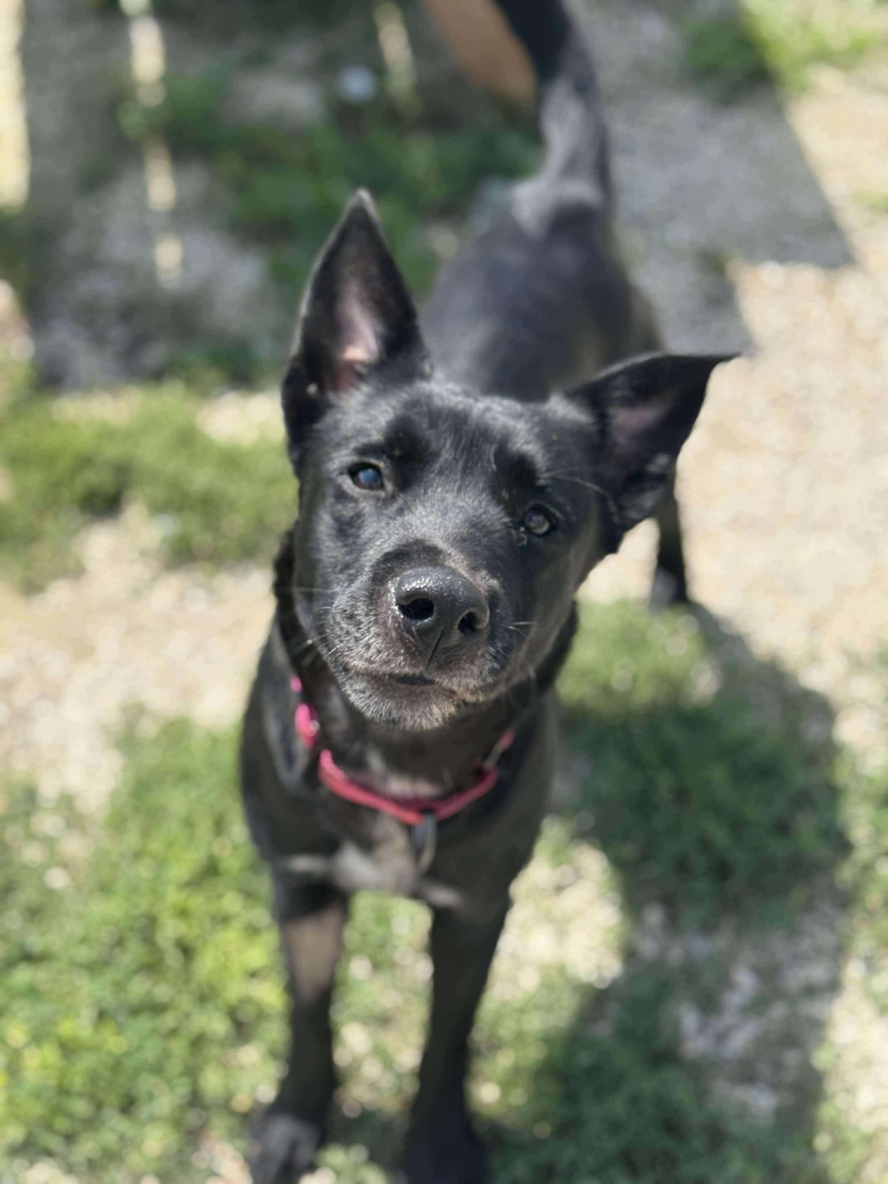 Sheba, a Adoptable mixed breed in Independence, IA image 2/5