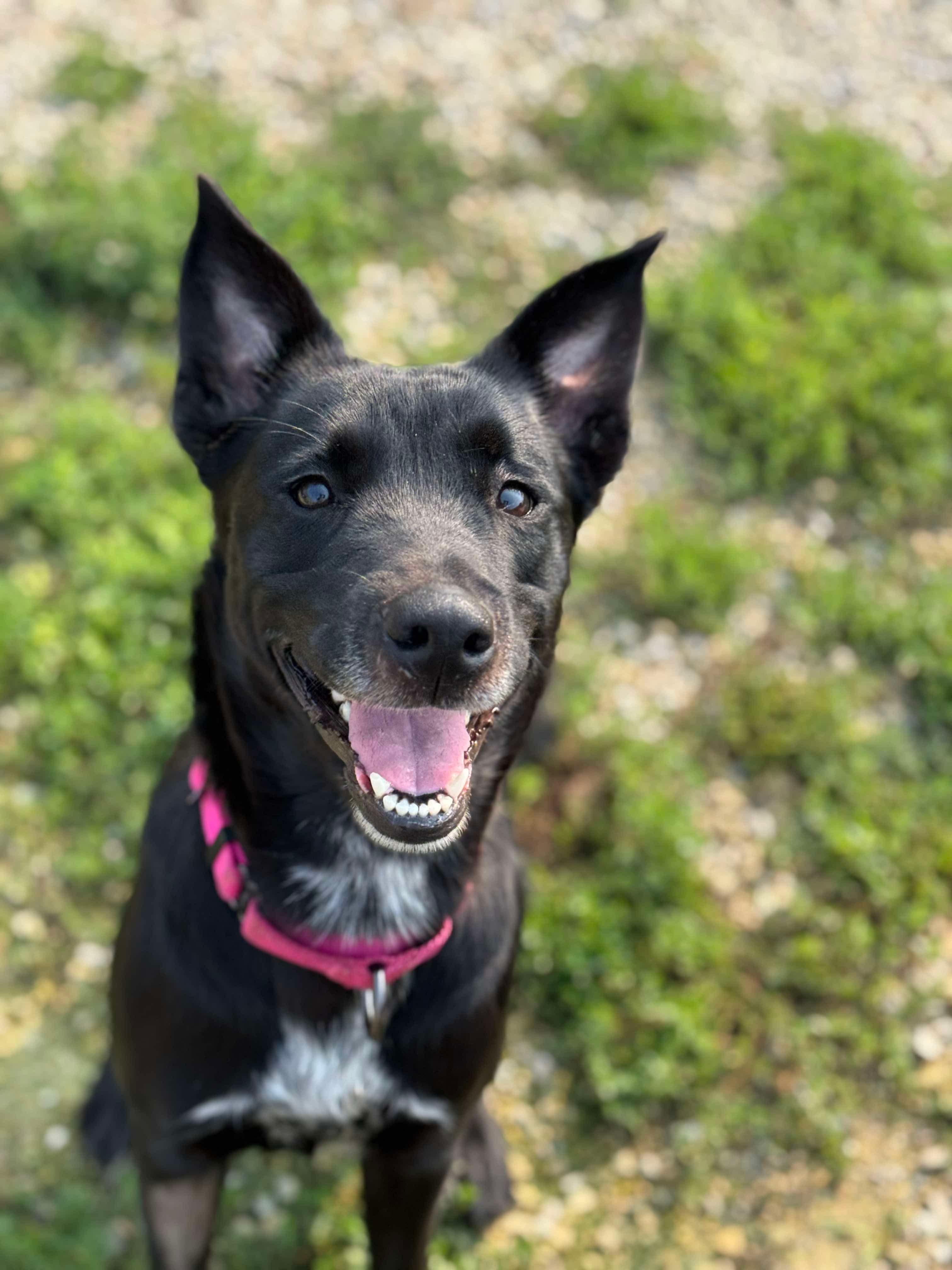 Sheba, a Adoptable mixed breed in Independence, IA image 1/5