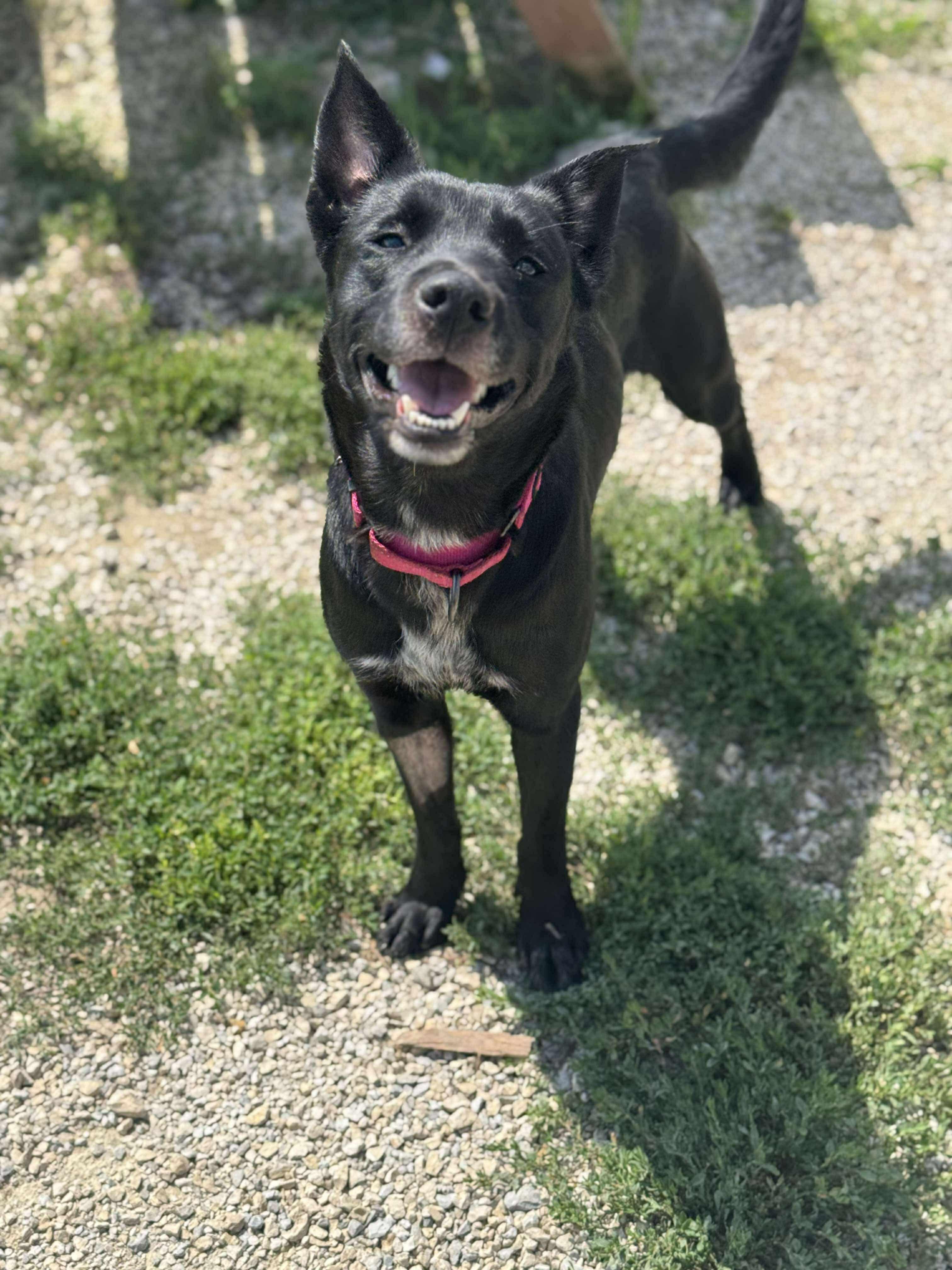 Sheba, a Adoptable mixed breed in Independence, IA image 3/5