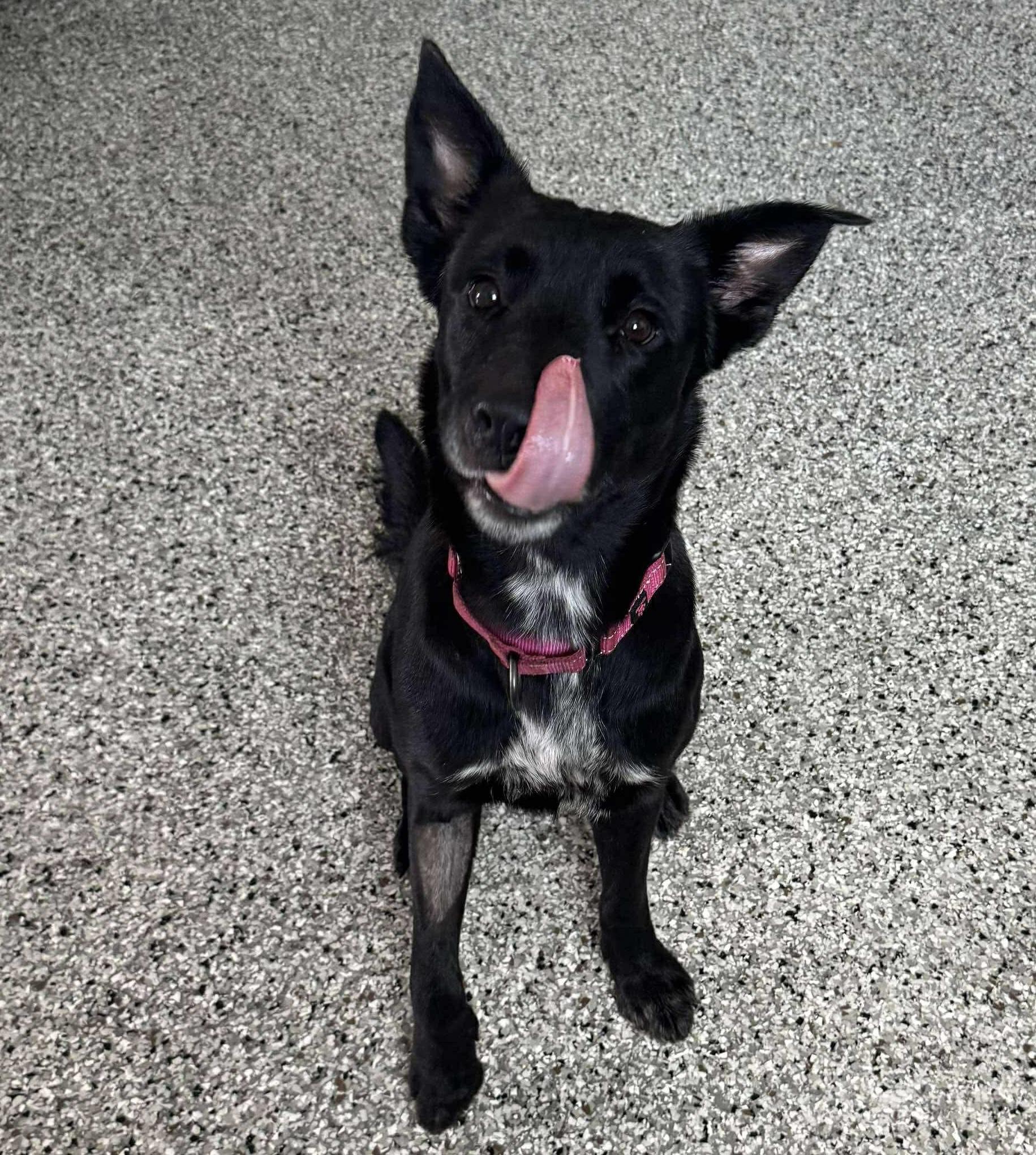 Sheba, a Adoptable mixed breed in Independence, IA image 4/5