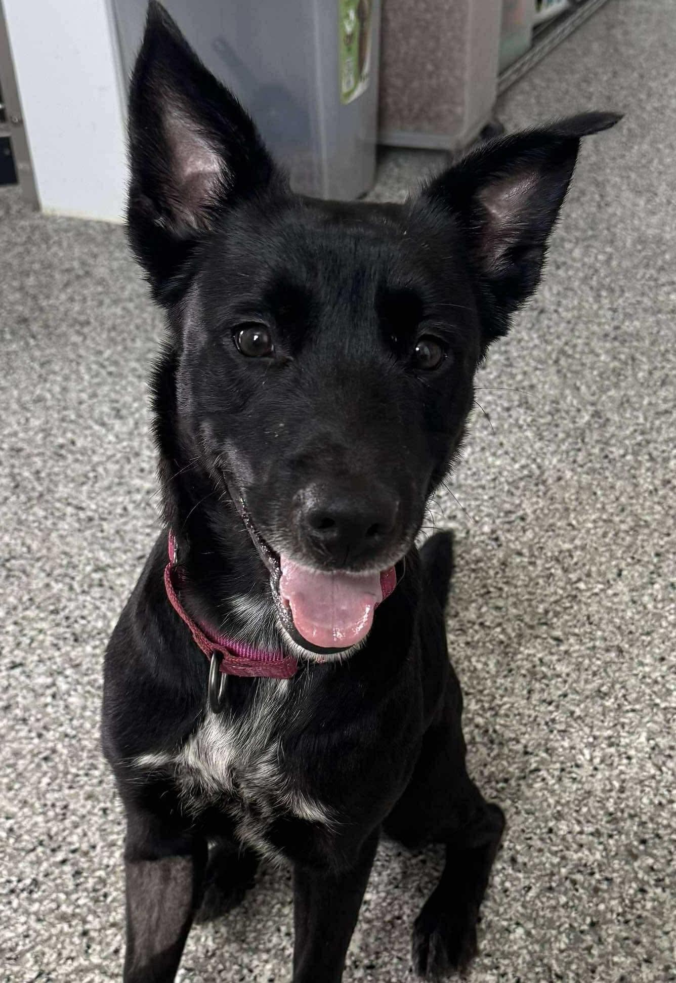 Sheba, a Adoptable mixed breed in Independence, IA image 5/5