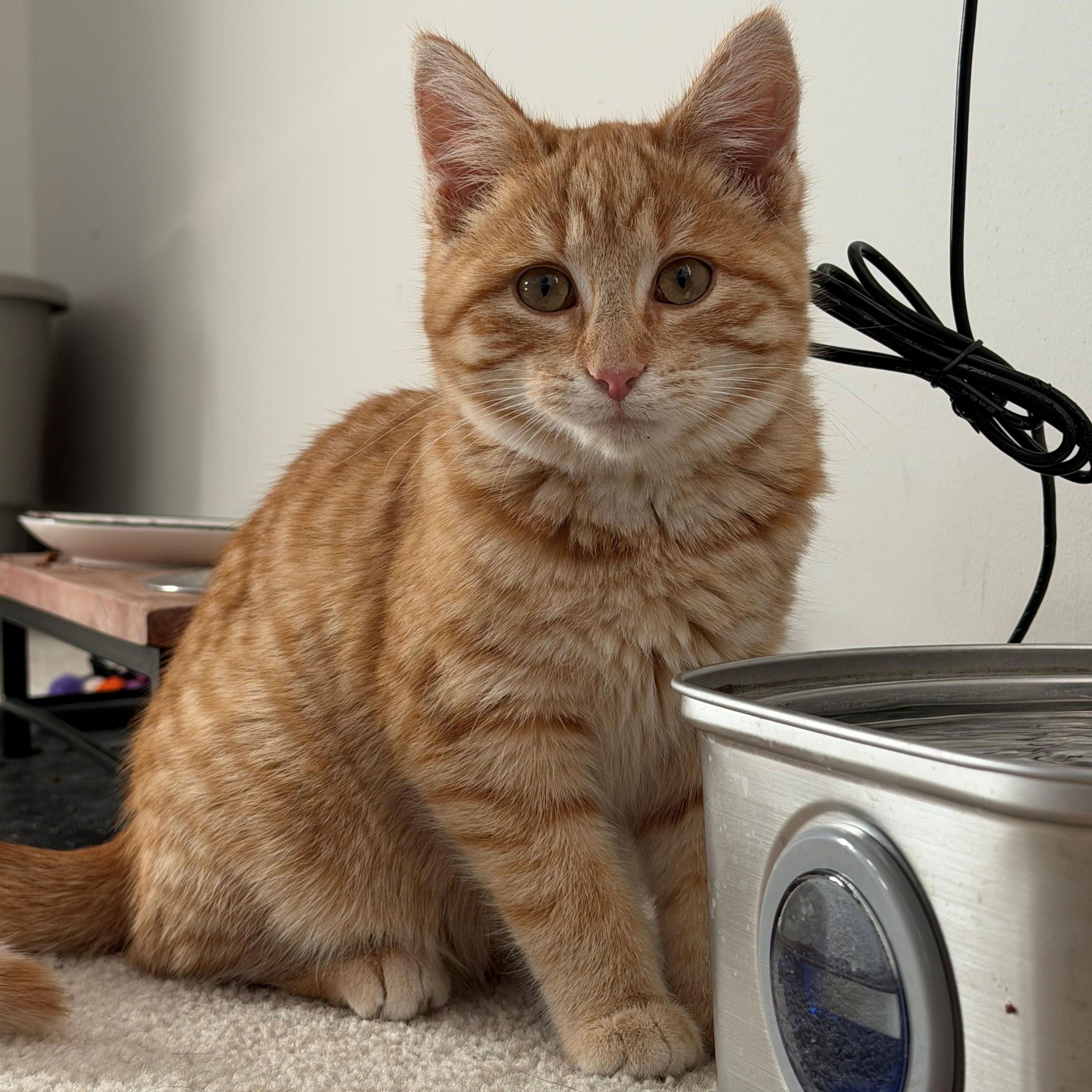 Enlarge Alba, an adopted Domestic Short Hair in Richmond, VA image 1/1