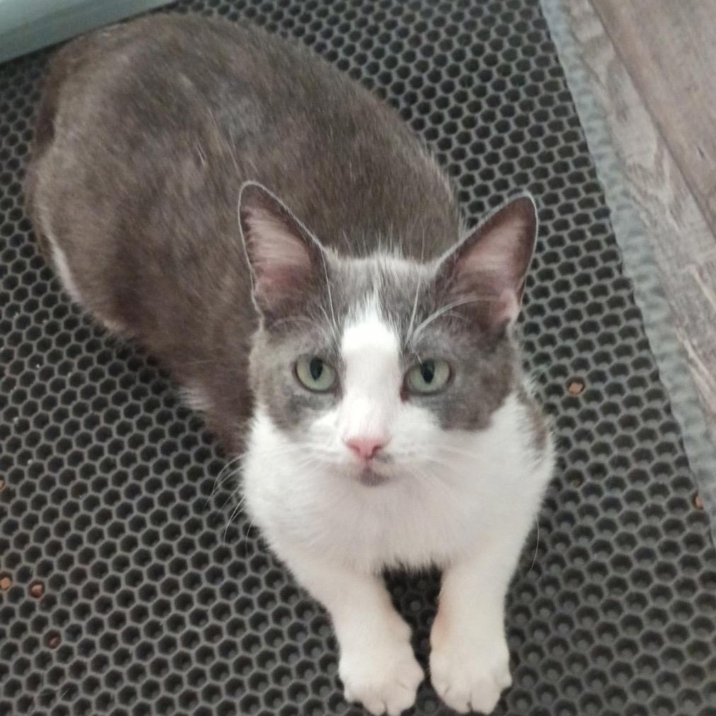 Mamacita Mindy, Adoptable, Adult Female Domestic Short Hair.