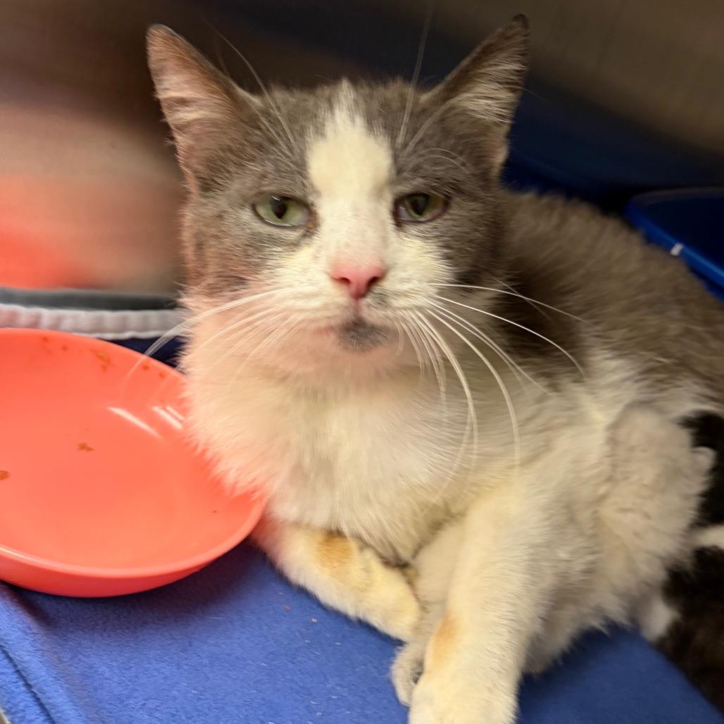 Enlarge Mamacita Mindy, a Adoptable Domestic Short Hair in Keizer, OR image 3/3