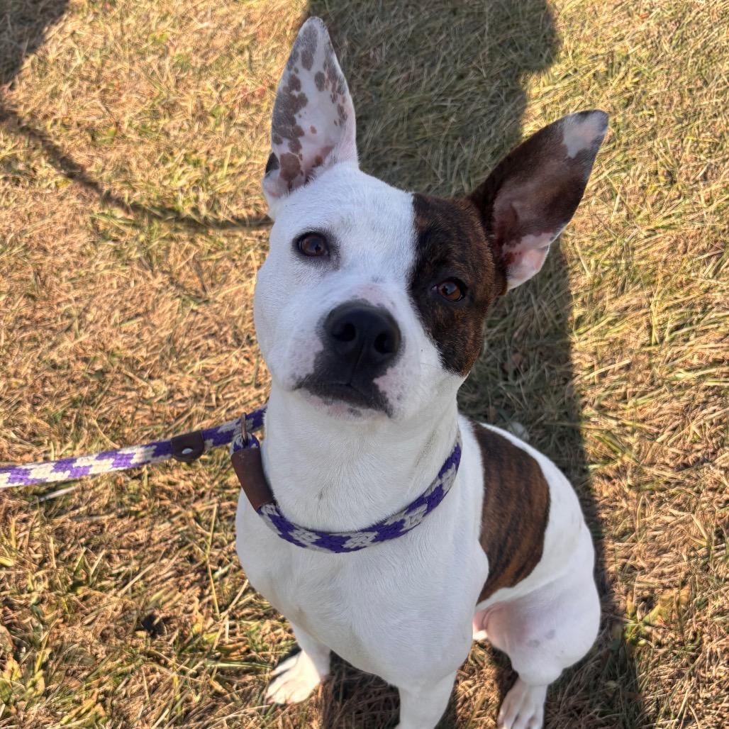 Enlarge Eggnog, a Adoptable Pit Bull Terrier in York, PA image 1/2