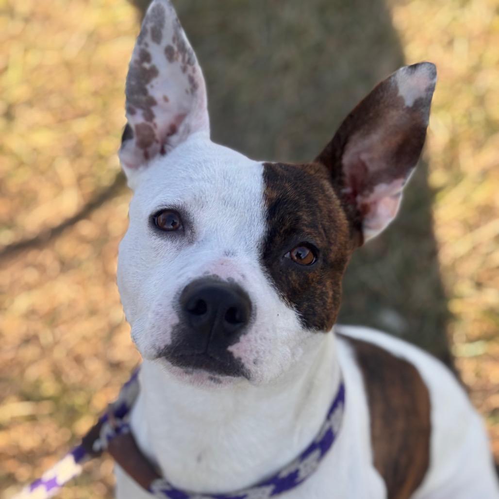 Enlarge Eggnog, a Adoptable Pit Bull Terrier in York, PA image 2/2