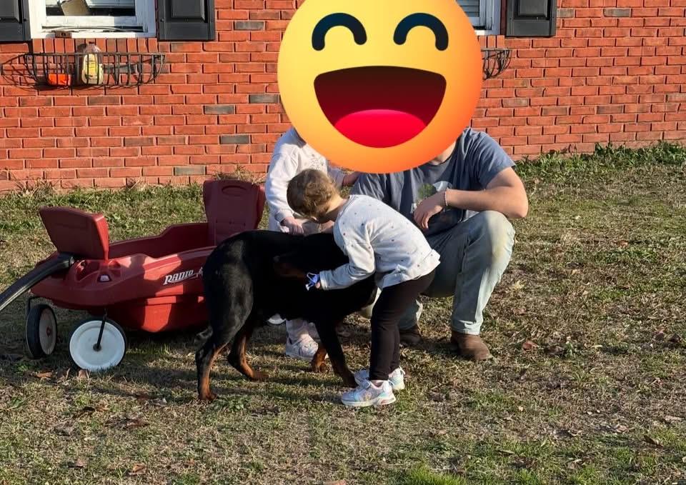 Enlarge Della, a ADOPTABLE Rottweiler in Woodbury, NJ image 3/3