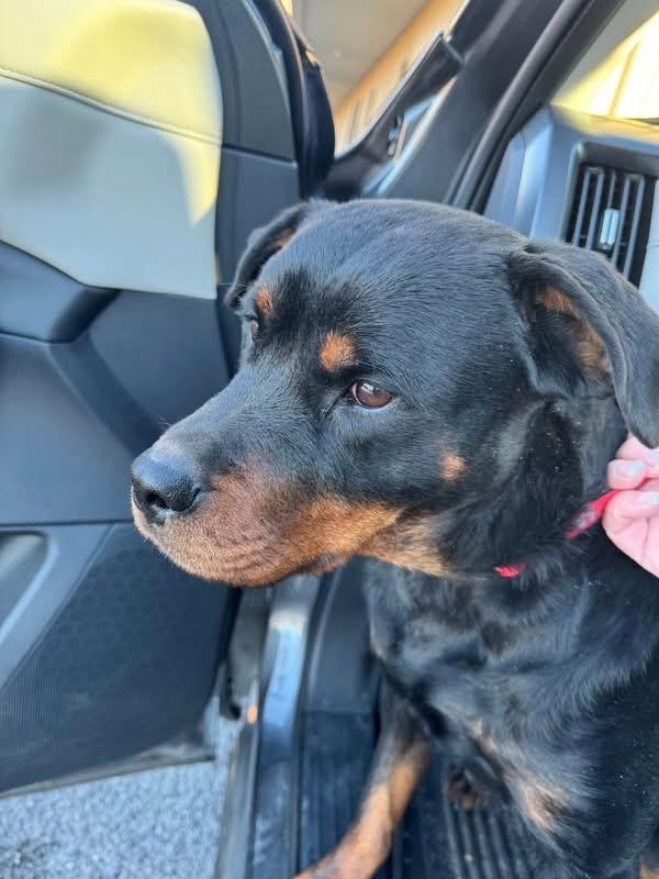 Enlarge Della, a ADOPTABLE Rottweiler in Woodbury, NJ image 1/3