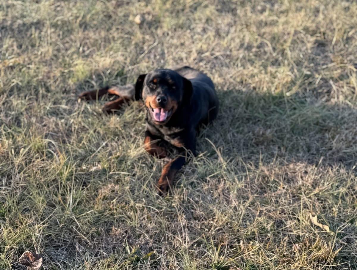 Enlarge Della, a ADOPTABLE Rottweiler in Woodbury, NJ image 2/3