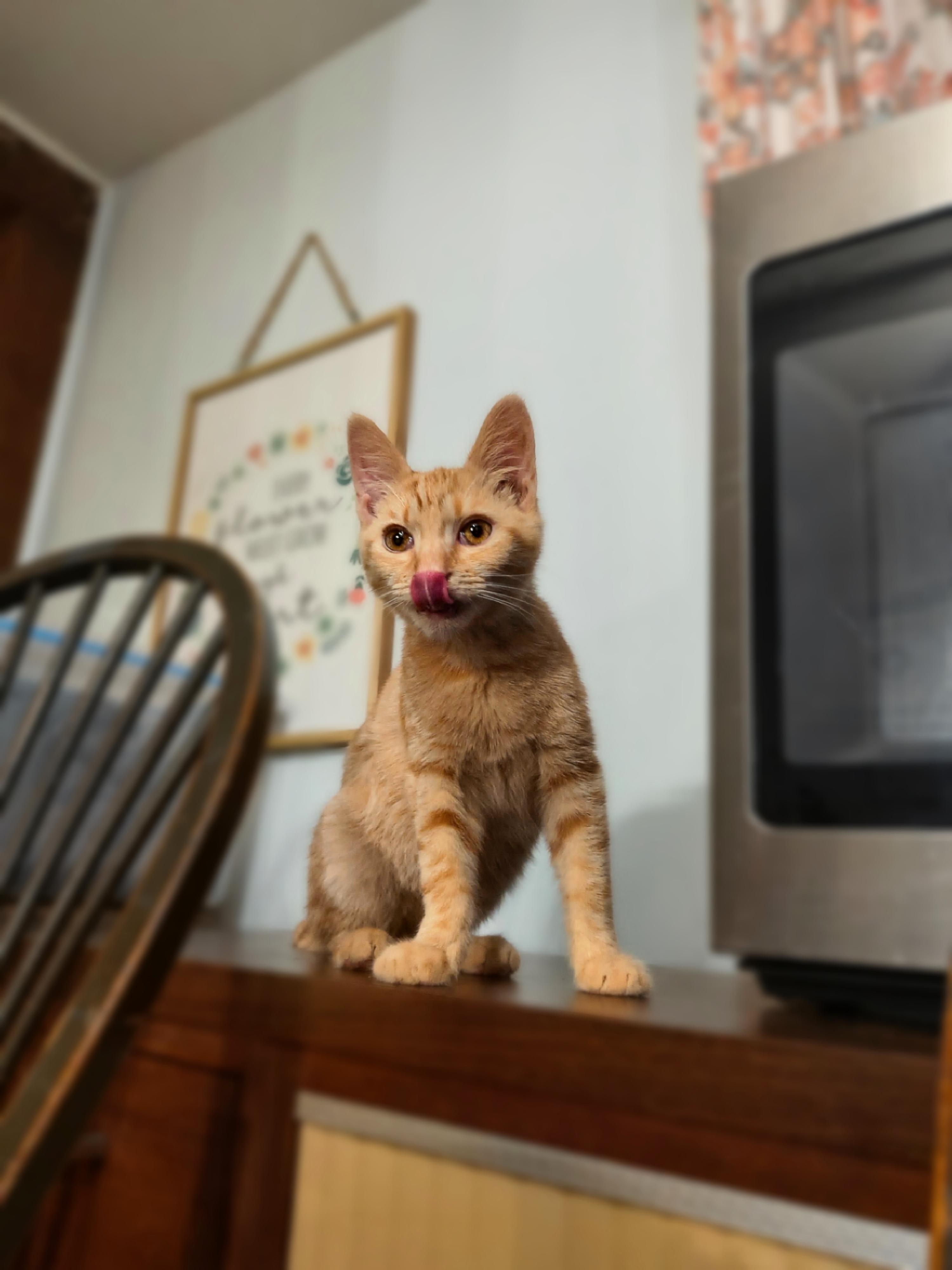 Toby photo