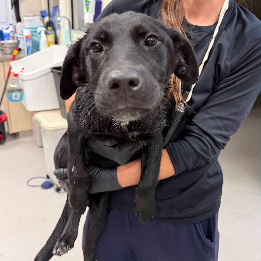 Stitch, Adoptable, Puppy Female Black Labrador Retriever & Mixed Breed.