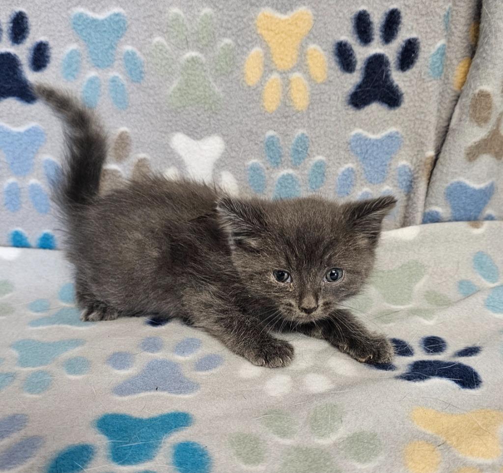 Ernie, Adoptable, Kitten Male Domestic Short Hair.