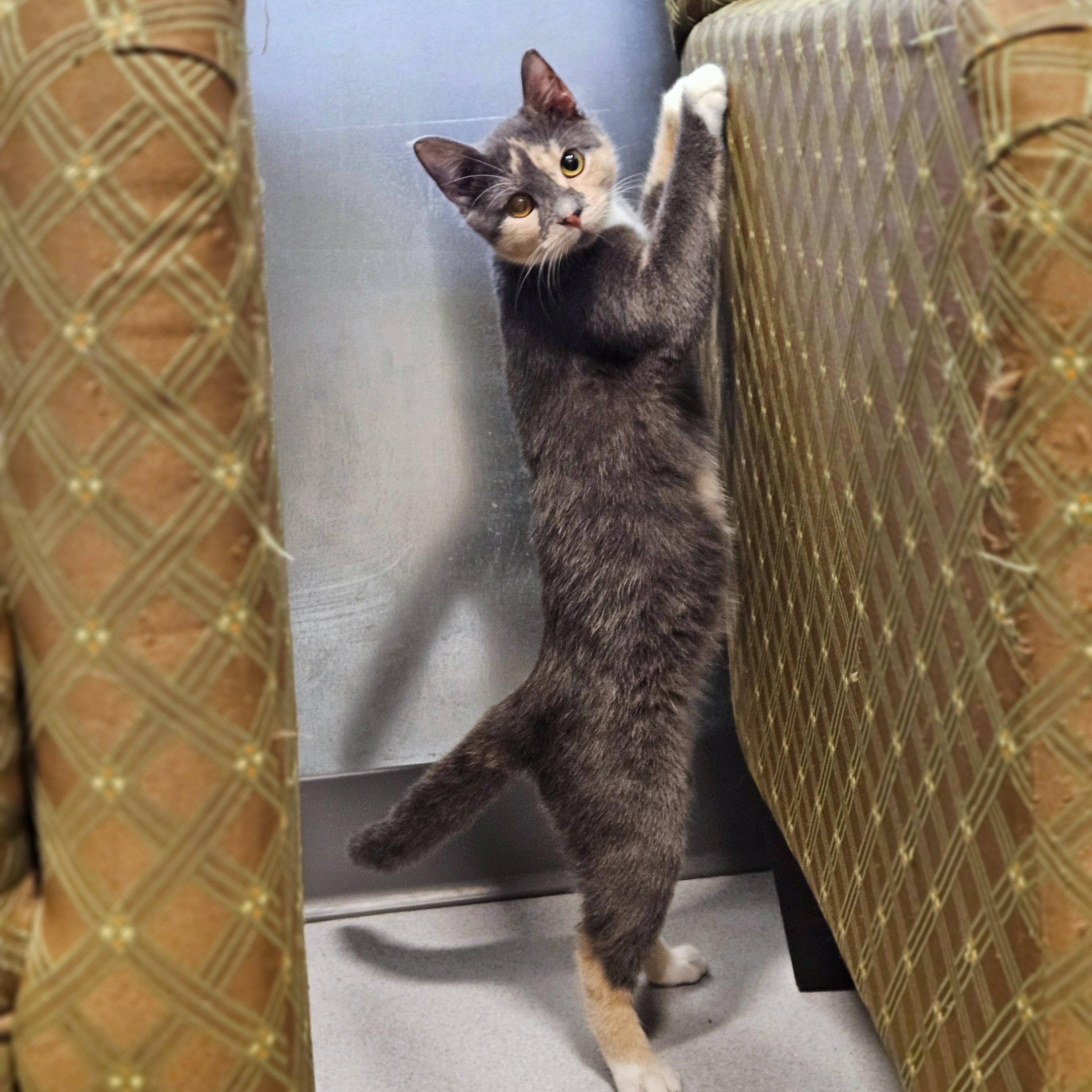 Enlarge Hera, a Adoptable Dilute Calico in Endicott, NY image 3/4
