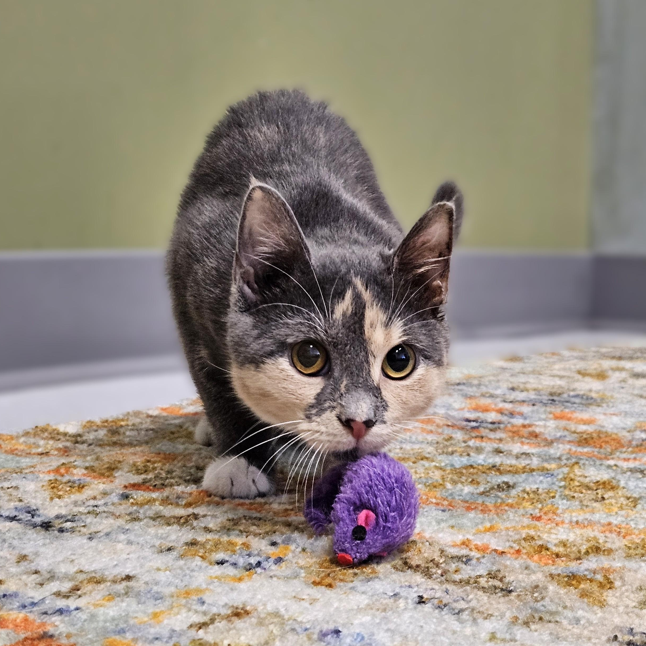 Enlarge Hera, a Adoptable Dilute Calico in Endicott, NY image 2/4