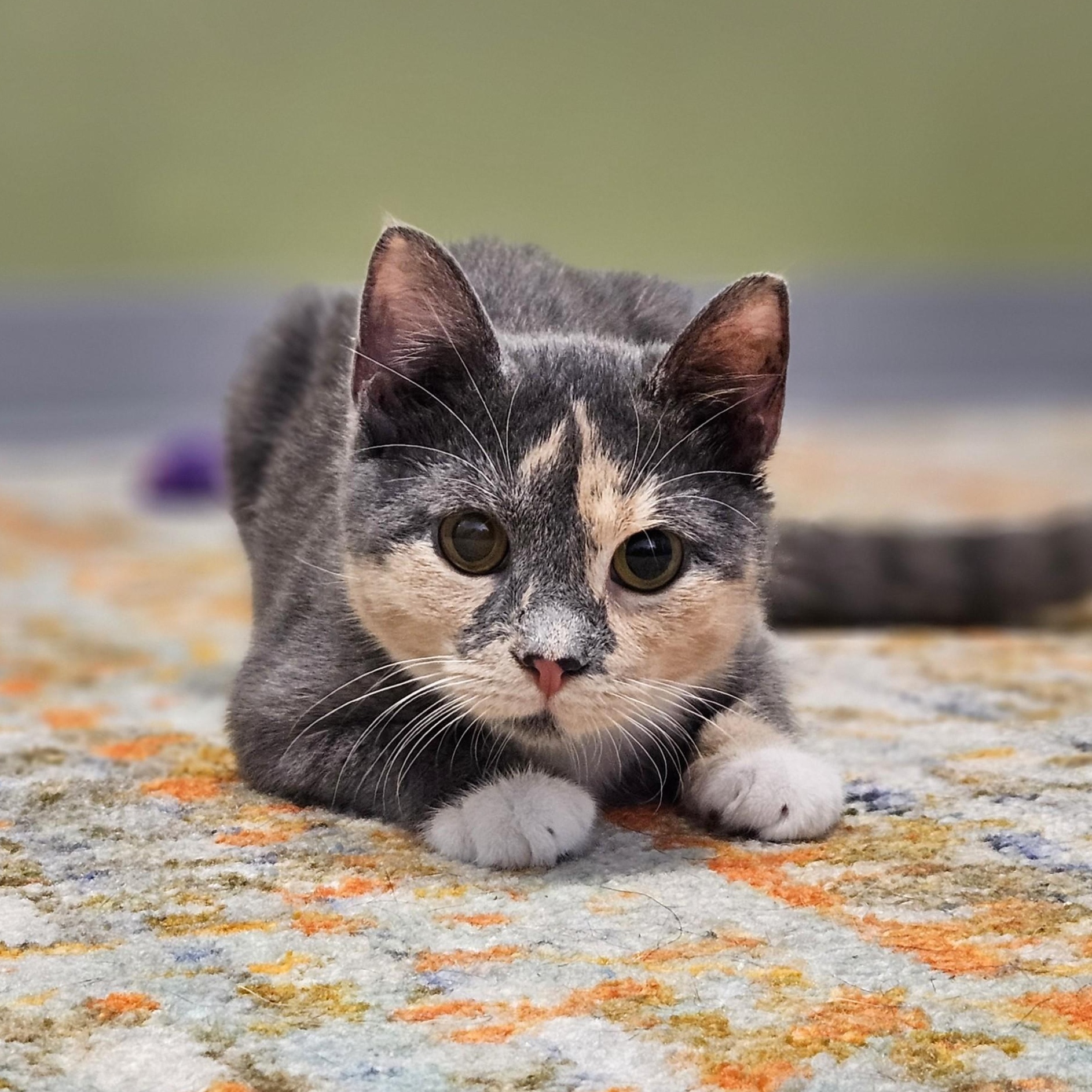 Enlarge Hera, a Adoptable Dilute Calico in Endicott, NY image 4/4