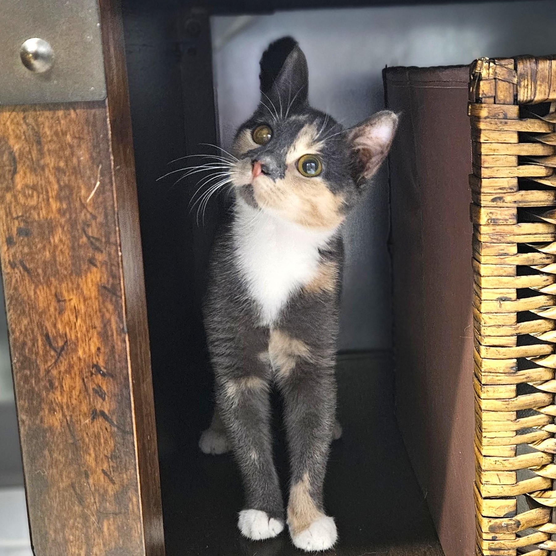 Hera, Adoptable, Kitten Female Dilute Calico.