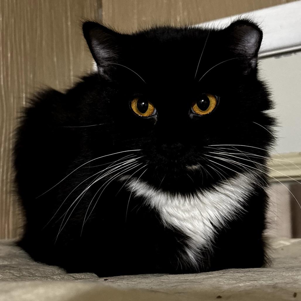 Enlarge Harriet, a Adoptable Domestic Medium Hair in Marion, IL image 1/1