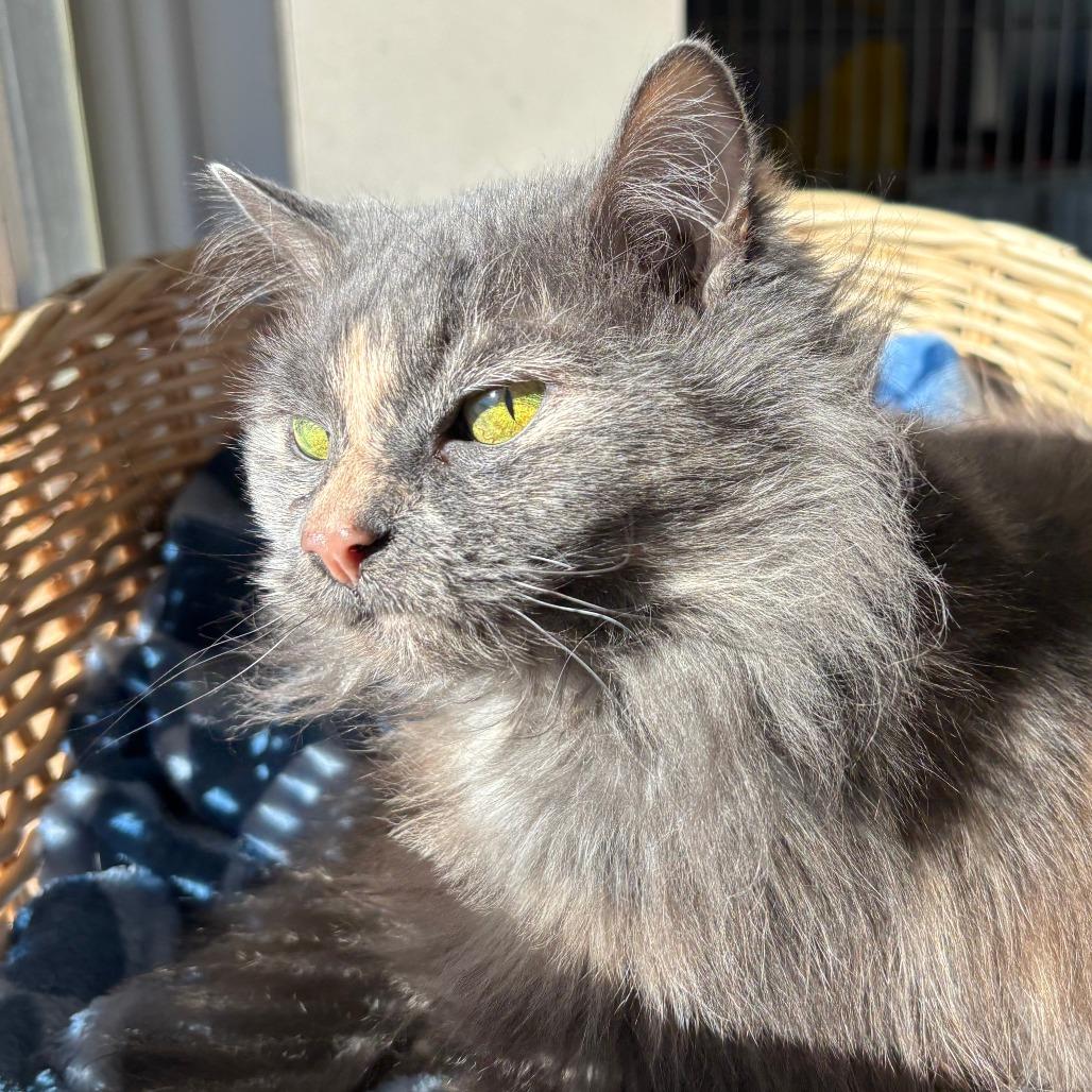 Beauty, Adoptable, Senior Female Domestic Long Hair.