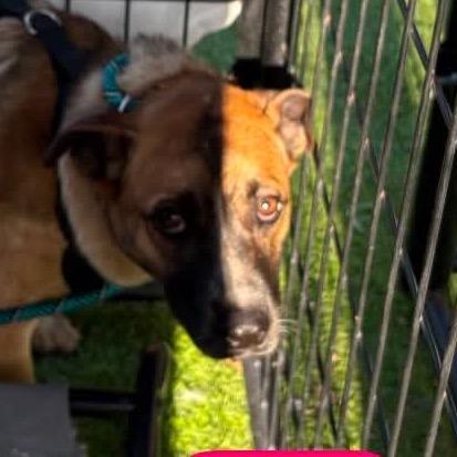 Jessie HW+, Adoptable, Young Female Cattle Dog.