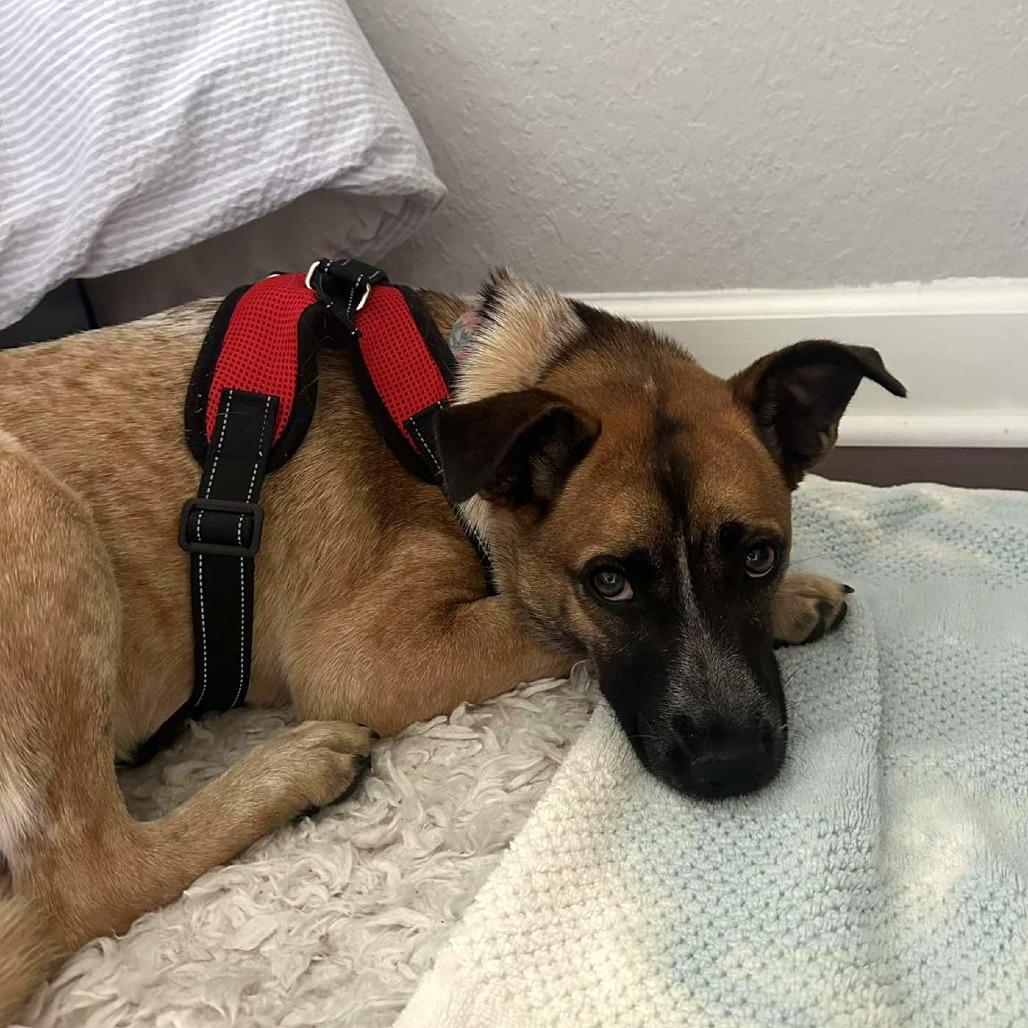 Jessie HW+, a Adoptable Cattle Dog in Tampa, FL image 2/6