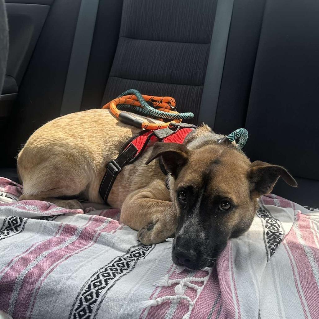 Jessie HW+, a Adoptable Cattle Dog in Tampa, FL image 3/6