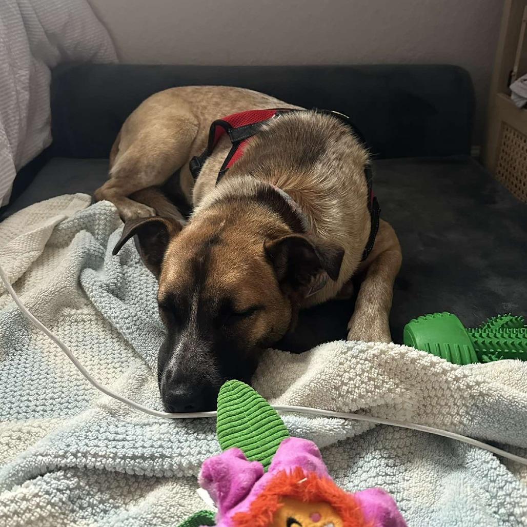 Jessie HW+, a Adoptable Cattle Dog in Tampa, FL image 4/6