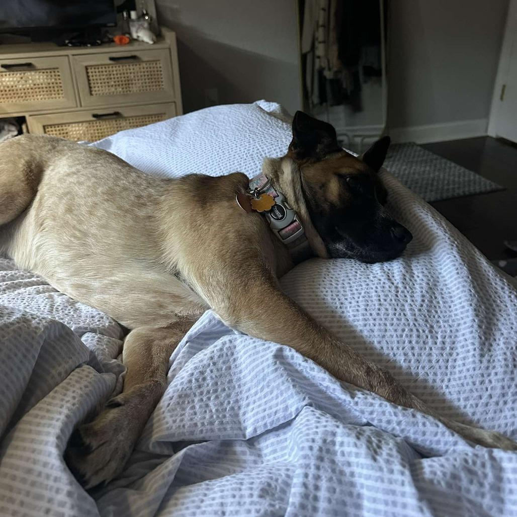 Jessie HW+, a Adoptable Cattle Dog in Tampa, FL image 5/6