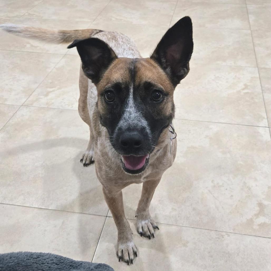Jessie HW+, a Adoptable Cattle Dog in Tampa, FL image 6/6
