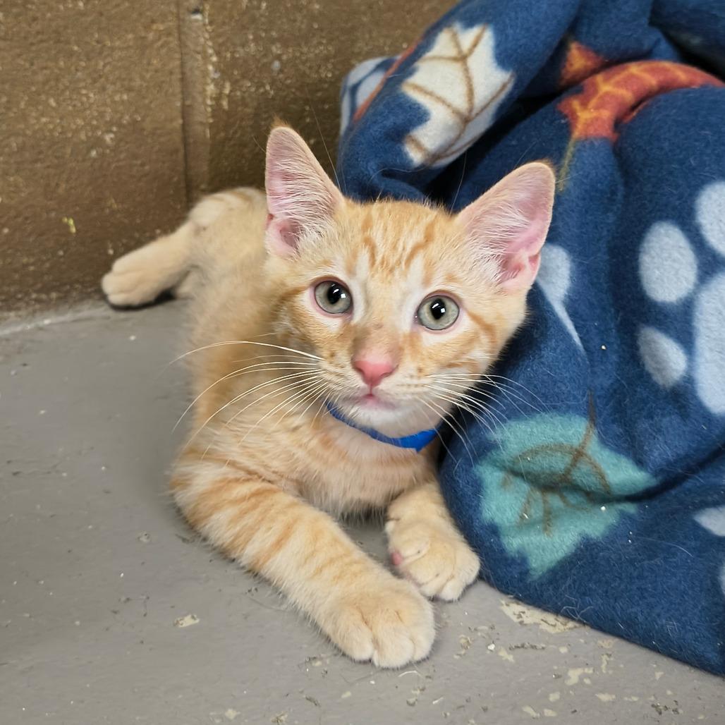 Enlarge Ray, a Adoptable Domestic Short Hair in Laredo, TX image 1/1