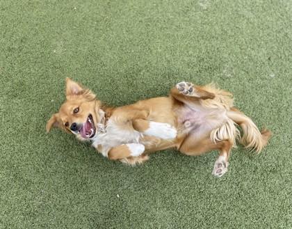 Knuckles — thumbnail 2