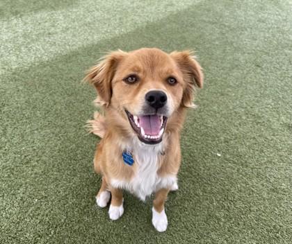 Knuckles — thumbnail 3