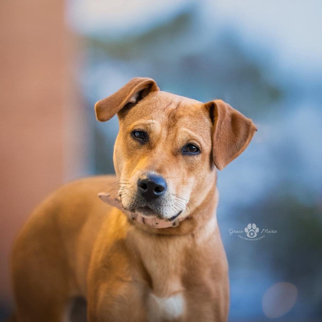 Glitterbug thumbnail 4