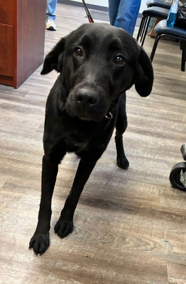 Enlarge Cindy, a ADOPTABLE mixed breed in Elkton, MD image 1/1