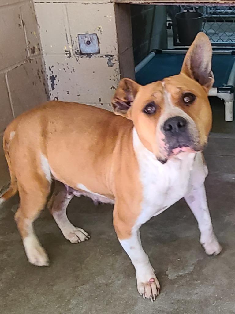 Artemis, Adoptable, Young Female Pit Bull Terrier.