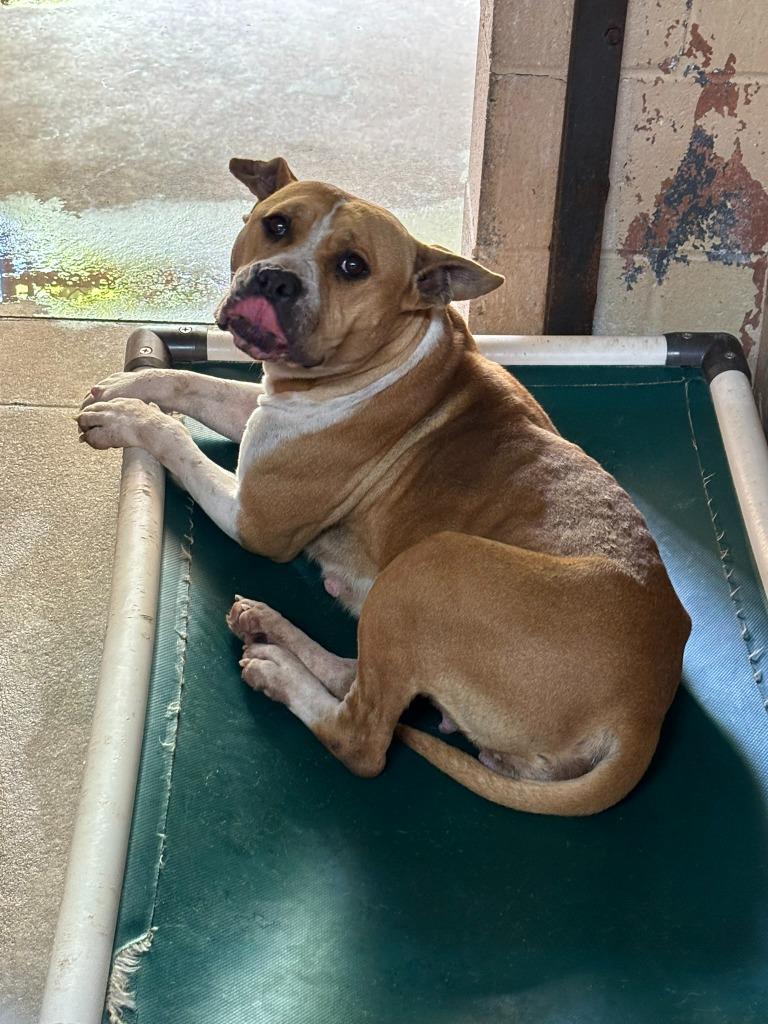 Artemis, a Adoptable Pit Bull Terrier in Swainsboro, GA image 2/2