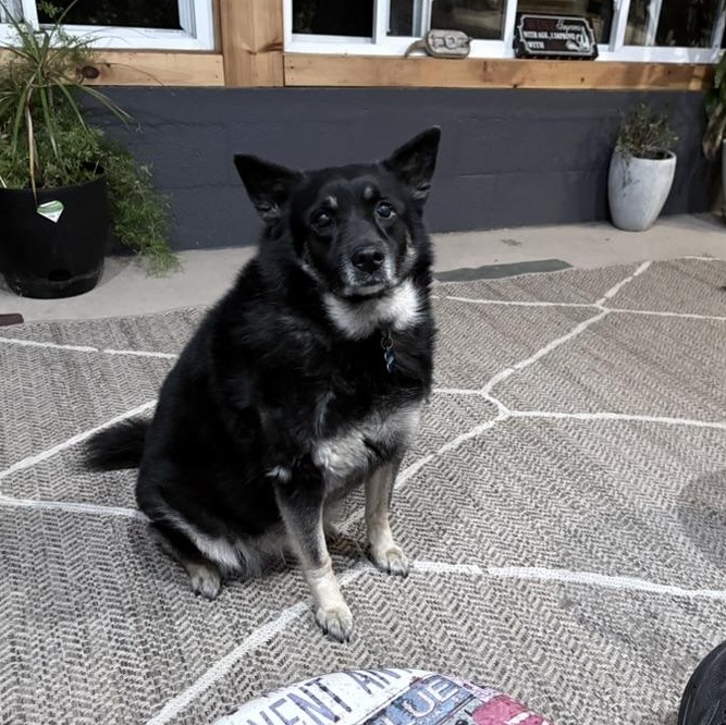 Lana and Luna, Adoptable, Senior Female Norwegian Elkhound & Shepherd.